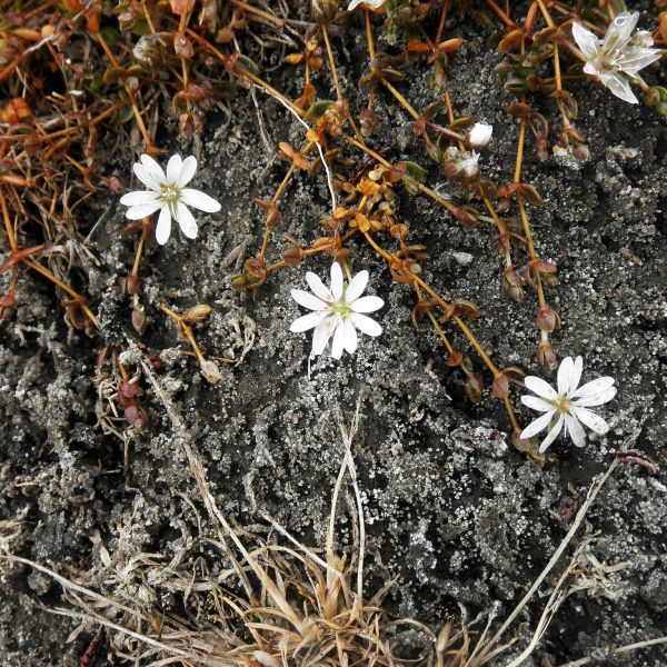 Stellaria humifusa Svalbard Longyearbyen 2014 2 A.Elven a